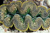 Giant clam