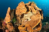 Giant frogfish on a large sponge