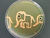 Elephants,microbial art