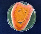 Comedy mask,microbial art