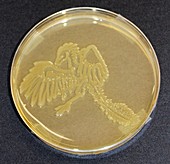 Archaeopteryx,microbial art