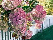 Hydrangea garden flowers