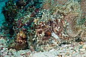 Camouflaged reef octopus