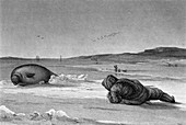Seal hunting,19th century artwork