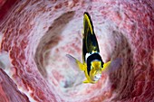 Butterflyfish inside a barrel sponge