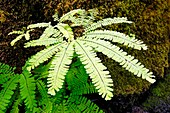 Northern maidenhair fern