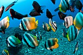 Tropical reef fish