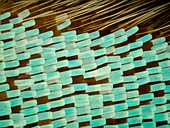 Moth wing scales,light micrograph