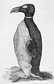 Great Auk (Pinguinus impennis),engraving