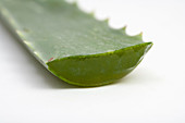 Close up of Aloe Vera Plant