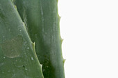 Close up of Aloe Vera Plant