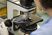 In vitro fertilization laboratory