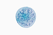 Nostoc Cyanobacteria LM X25