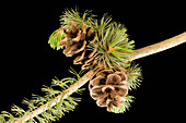 Japanese White Pine female cones