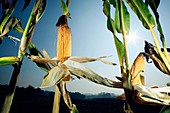 Ripe corn cobs in a field