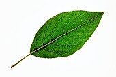 Populus laurifolia leaf