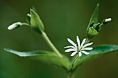 Stellaria nemorum flower