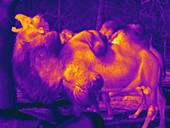 Thermogram of the Bactrian Camel