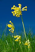 Cowslip (Primula veris) flowers