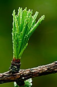 European larch (Larix decidua) needles