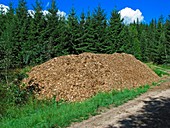 Wood for biomass power plant