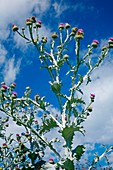 Cotton thistle (Onopordum acanthium)