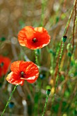 Long-headed poppies (Papaver dubium)