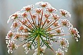 Queen Anne's lace (Daucus carota)