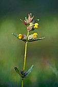 Yellow rattle (Rhinanthus minor)