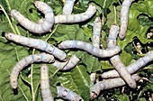 Silkworms on mulberry leaves