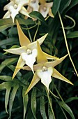 Comet orchid (Angraecum sesquipedale)