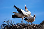 White storks pair-bonding on their nest