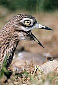 Stone curlew calling