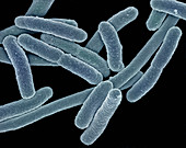 Escherichia coli Bacteria,E-coli
