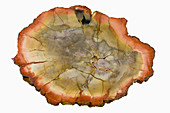 Petrified Wood