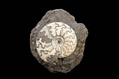 Fossil Ammonite (Craspedites nodiger)