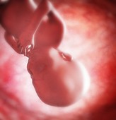 Foetus,artwork
