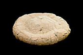 Coprolite or fossil dung