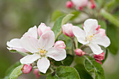 Apple Blossoms and Buds in the Spring