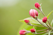 Apple Blossom buds about to open