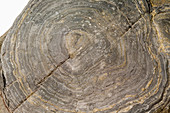 Stromatolite ,Fort Cassin,Vermont,USA