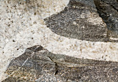 Contact between Granite and Bedrock