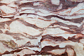 Swanton Red Marble Dolomite,Swanton,VT
