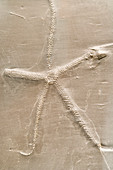 Fossil Starfish preserved in Shale