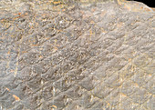 Lepidodendron Lycopsid Fossil