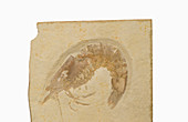 Fossil Shrimp (Penaeus speciosus)