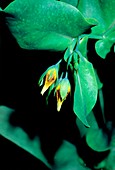 Cerinthe auriculata