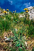 Hieracium villosum