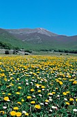 Taraxacum officinale and Bellis