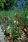 Orchid (Aceras anthropophorum)